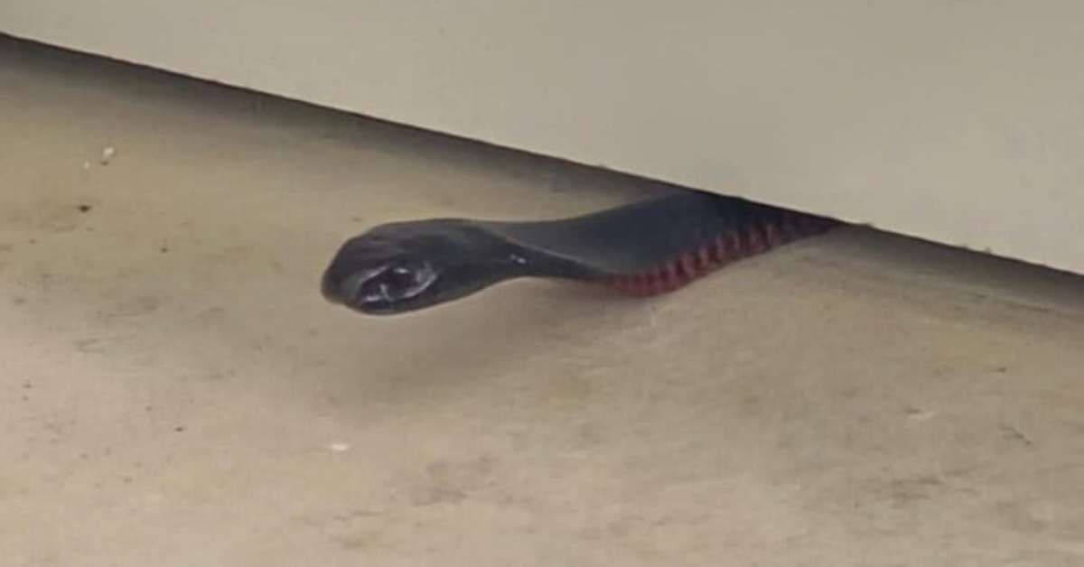 Cobra utiliza estratégia curiosa para evitar captura na Austrália