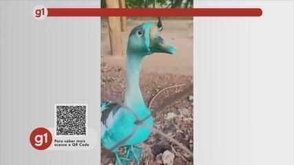 Feira de adoção de cães acontece em Botucatu neste domingo.; Reprodução: Globo