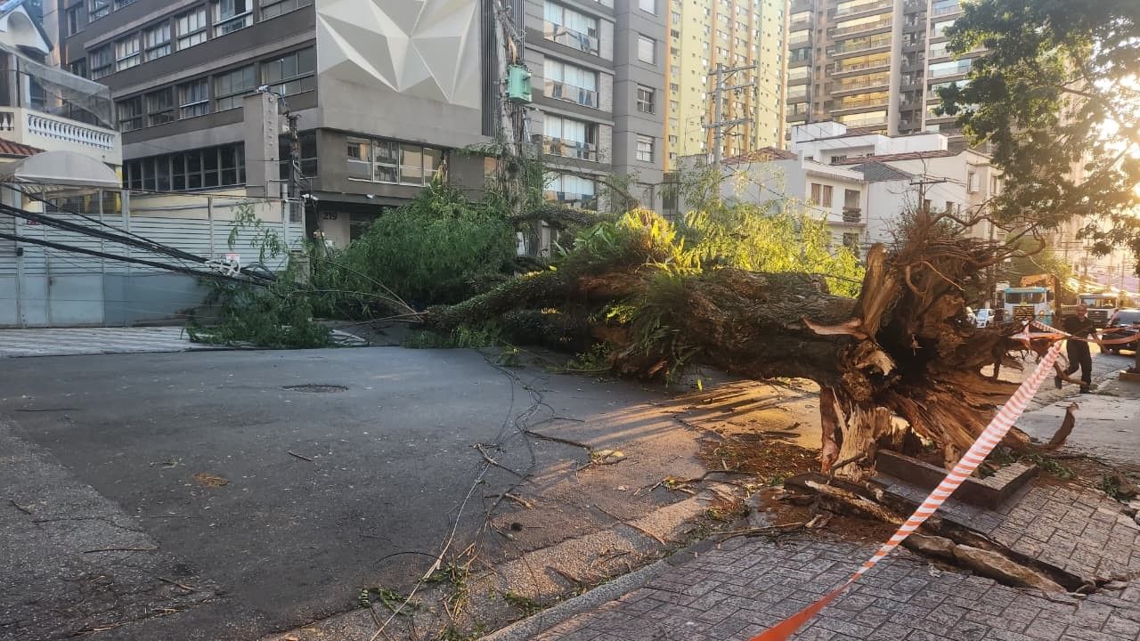 Vendaval em São Paulo: árvores balançam sob ventania forte. Reprodução: Oglobo