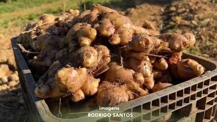 Produtores do Sudeste Paulista se animam com a crescente produção de gengibre. Reprodução: Globo