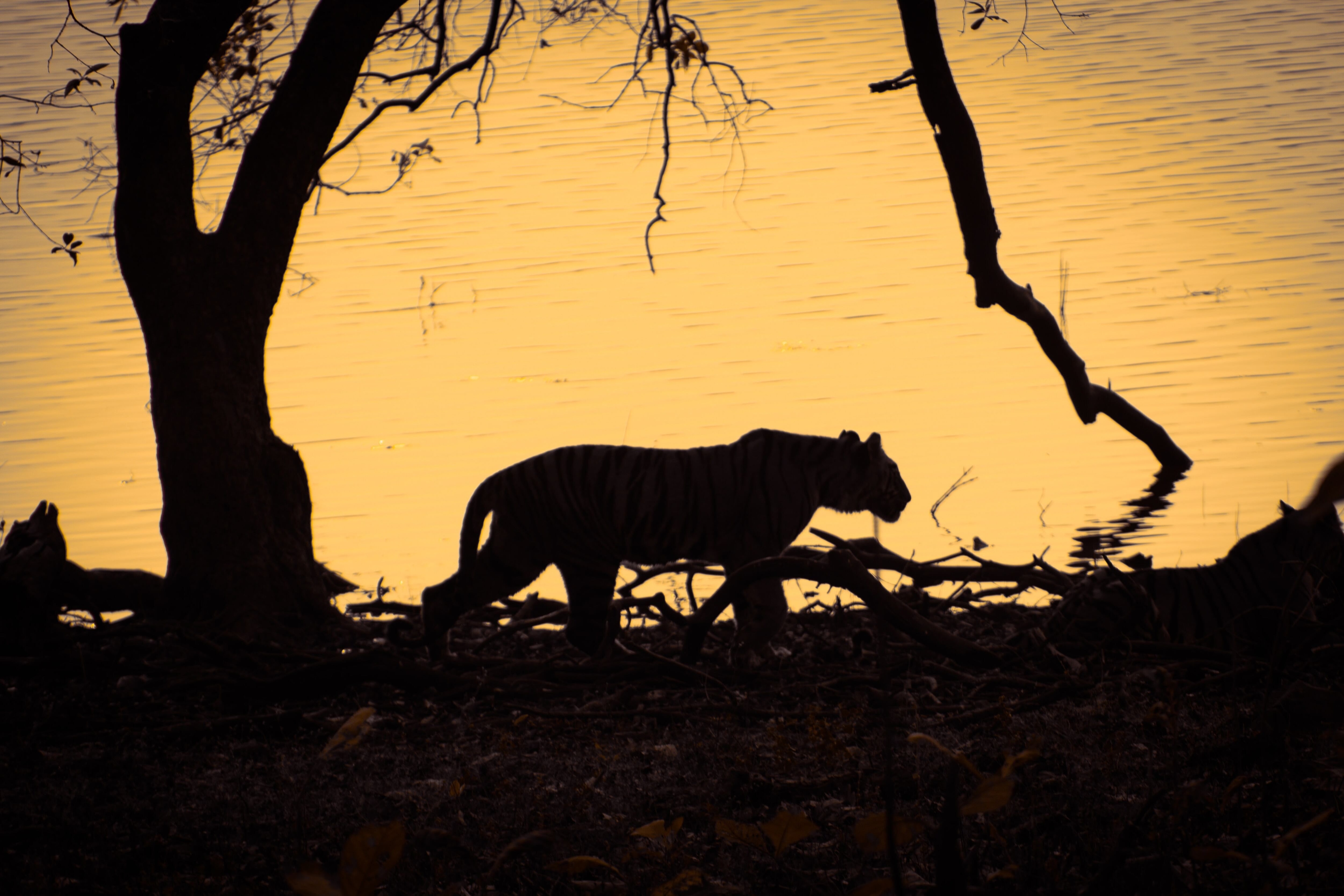 A imagem revela a silhueta intrigante do tigre antropófago 'Ustad', foco de mistério e atração. Legenda da imagem. Reprodução: José Luis Rivera