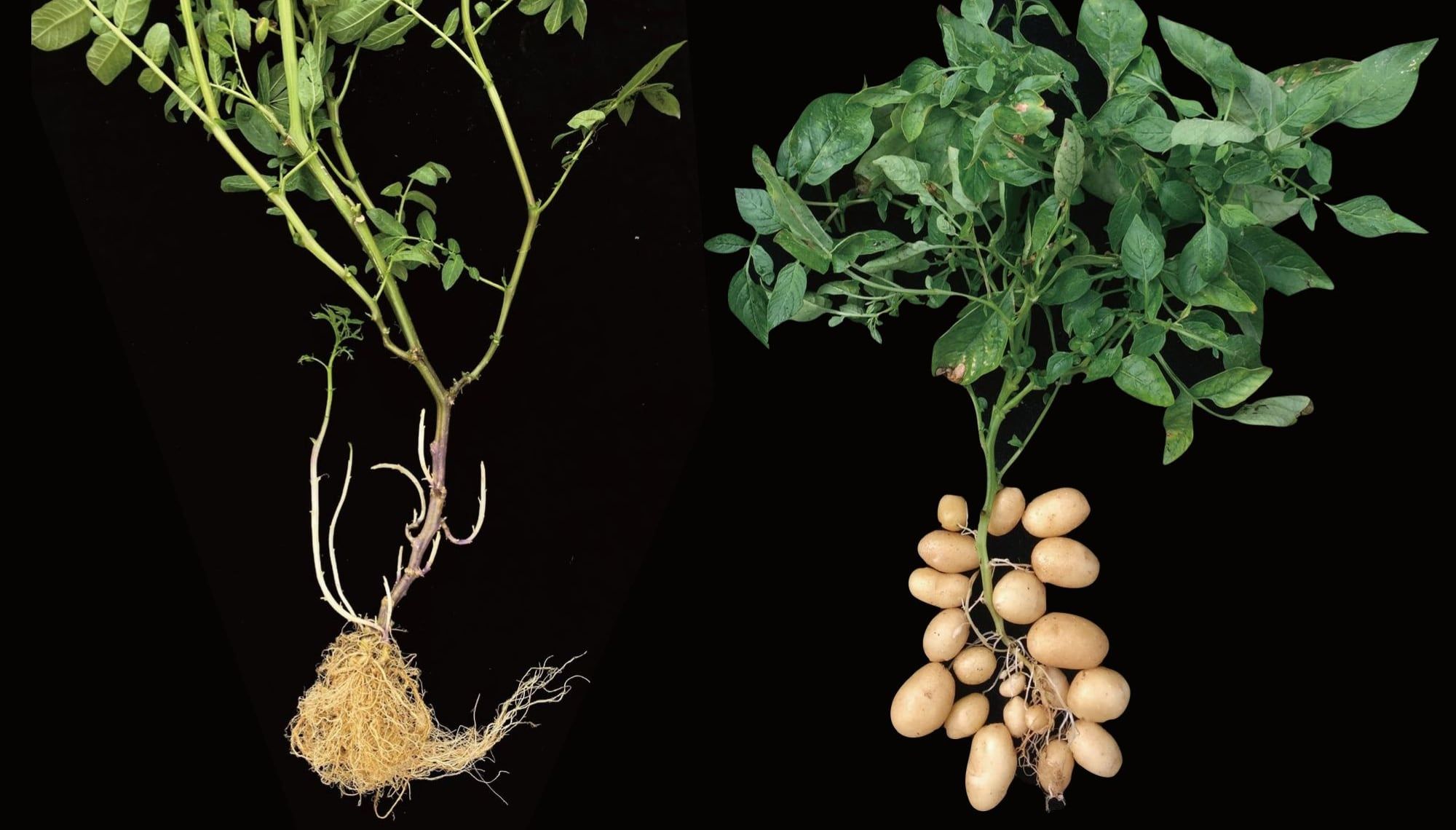 Pesquisadores revelam que a batata é descendente do tomate, mudando entendimento sobre sua origem.; Reprodução: El País