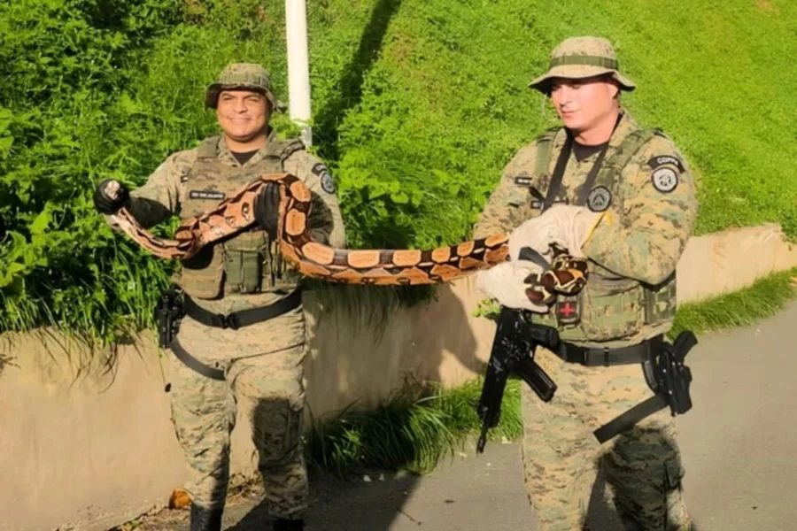Turistas encontram jiboia no Morro do Cristo, em Salvador, resgatada pela polícia ambiental.
