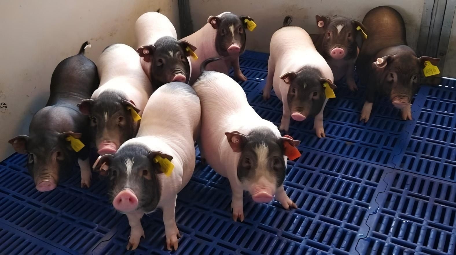 Cerdo modificado geneticamente da organo para o primeiro transplante animal para humano na China.; Reprodução: El País
