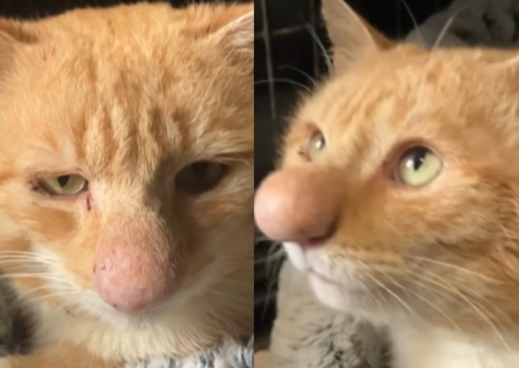 Gato Barney Bubble viraliza nas redes por seu focinho enorme, mas recebe tratamento para infecção por fungo. Reprodução: Globo