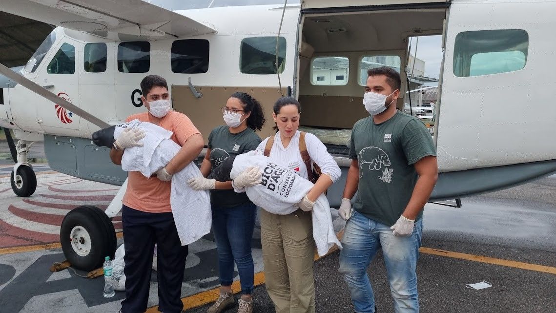 Filhotes de peixe-boi resgatados chegam a Belém para reabilitação no CREFA. Legenda da imagem. Reprodução: Gabi Sobrinho