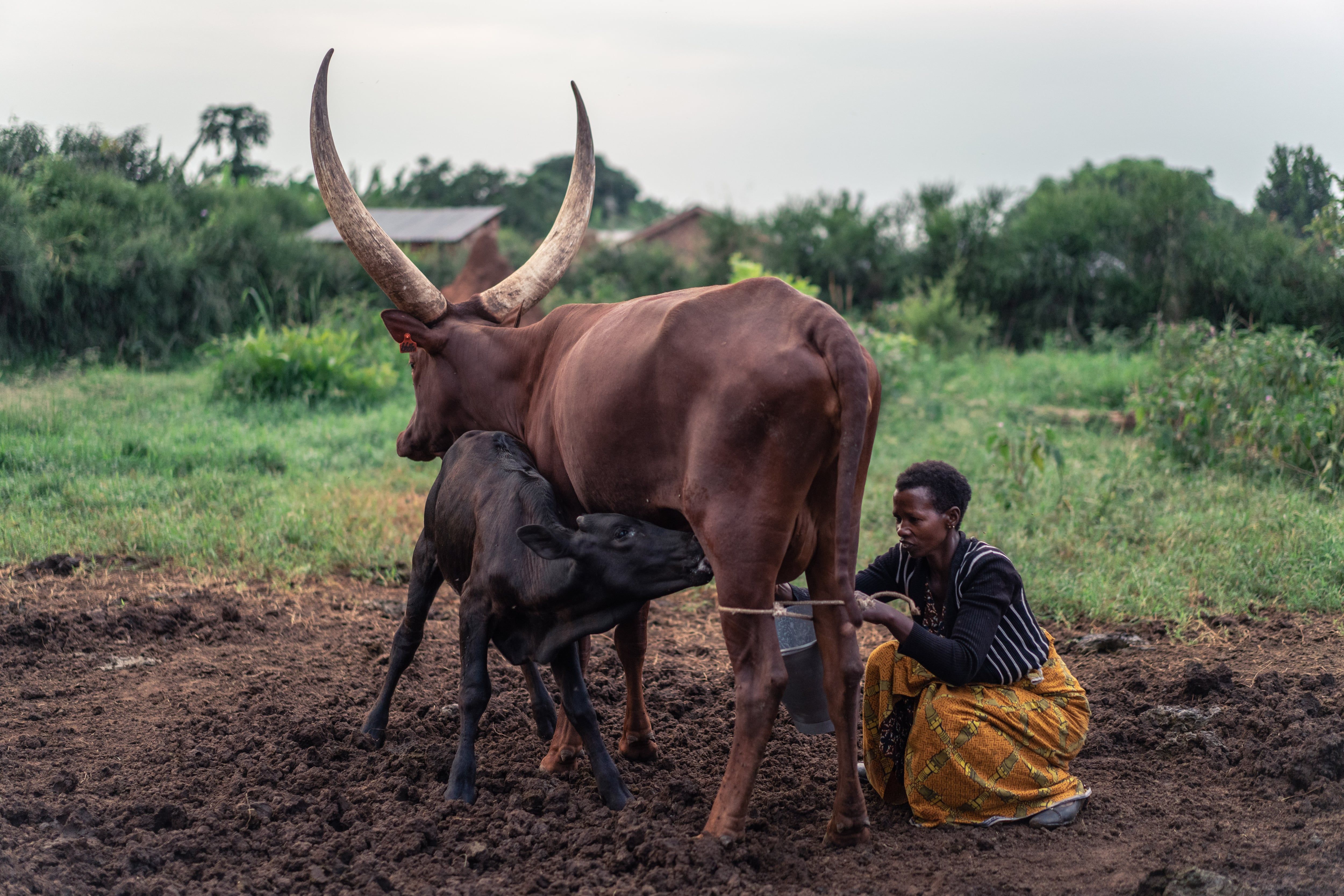 Grace Atusimirwe, da cooperativa de Dwaniro, ordenha vacas ao amanhecer em Kiboga, Uganda. Legenda da imagem. Reprodução: Heifer International