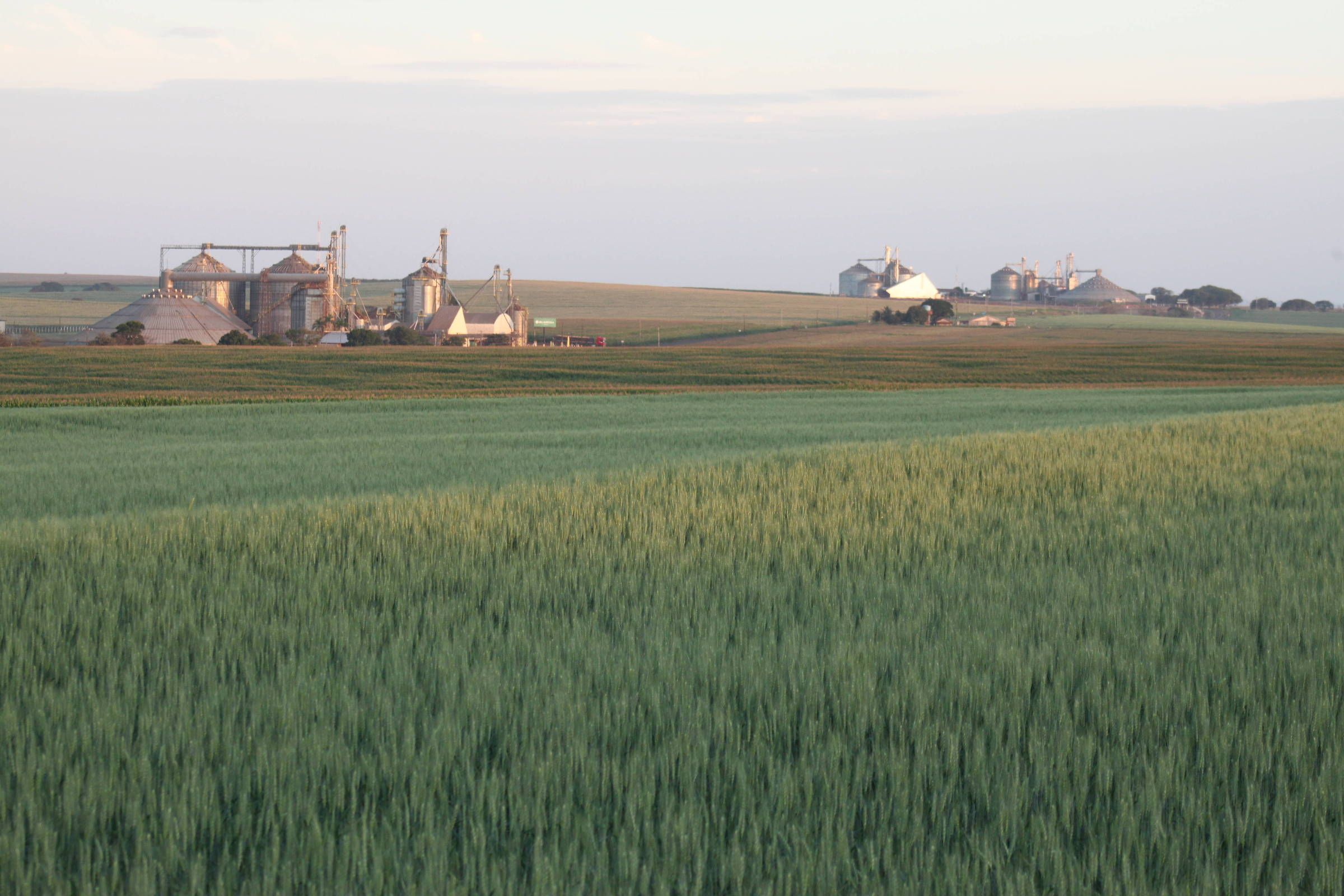 Governo considera isenção de impostos sobre trigo e óleo