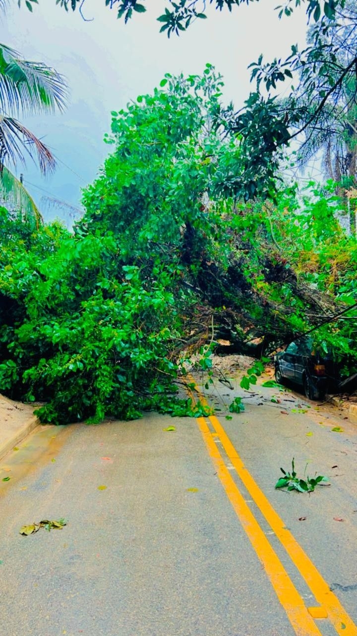 Cai árvore na Avenida Catete em Maricá devido às chuvas. Reprodução: Sandro Silva