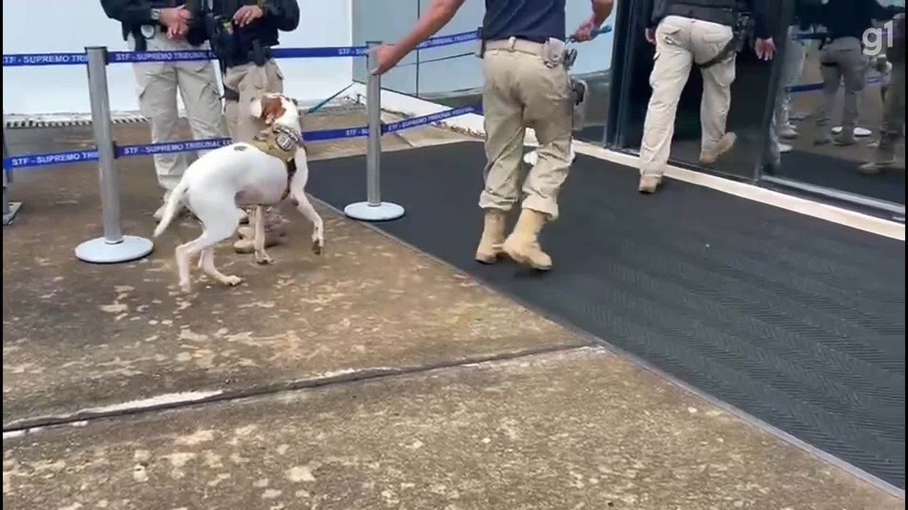 Cães Farejadores Aumentam Segurança em Julgamento de Bolsonaro