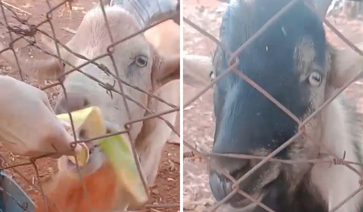 Moradores acompanham investigação de furto de bodes no interior de SP.. Reprodução: G1