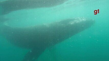 Baleia-jubarte é resgatada pela segunda vez em Ubatuba após ficar presa em rede de pesca. Reprodução: Globo