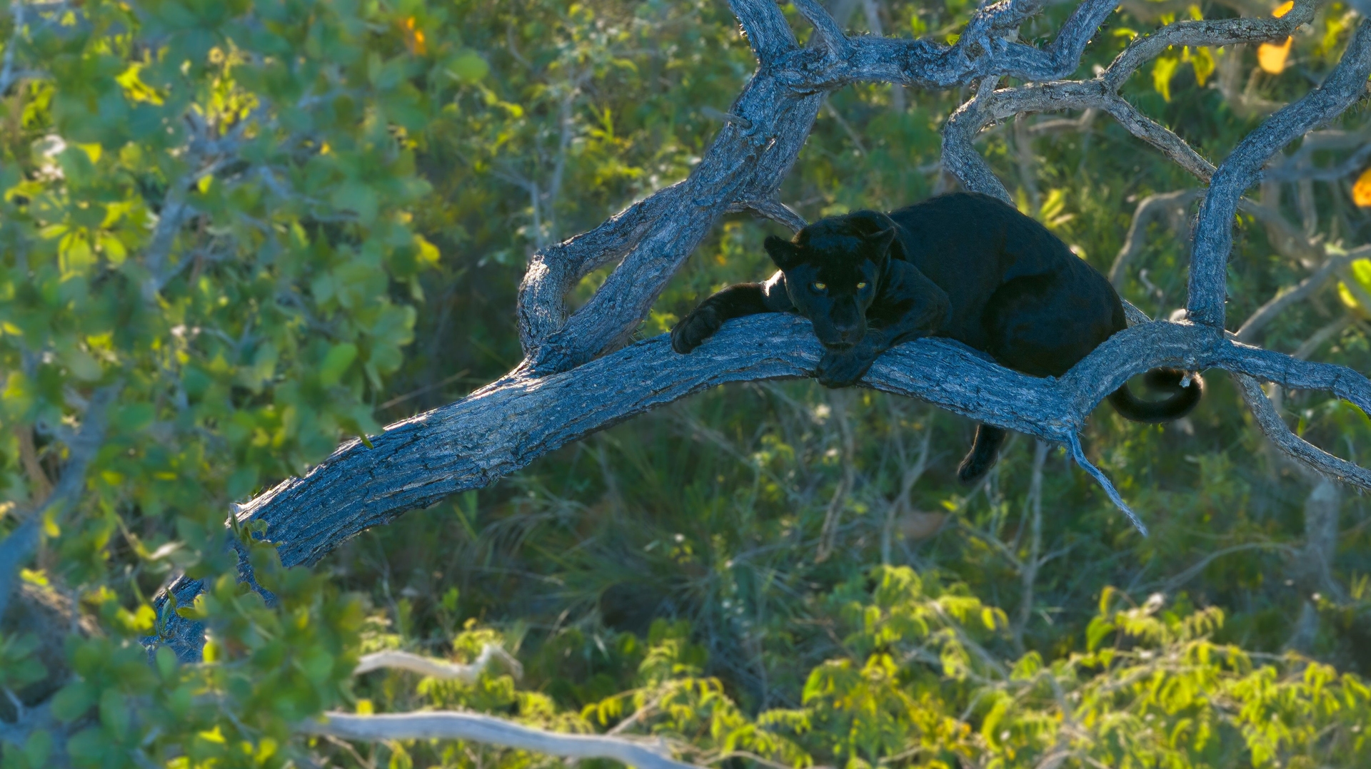Fêmea melânica de onça-pintada fotografada no Parque Nacional Grande Sertão Veredas, símbolo da conservação pelo ecoturismo. Legenda da imagem. Reprodução: Retorno do item 11
