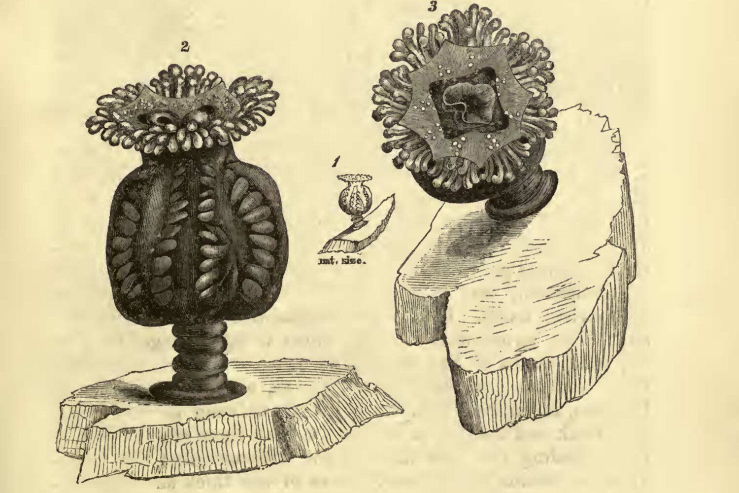 Turista redescobre medusa Depastrum, espécie não vista desde 1976.; Reprodução: Gizmodo