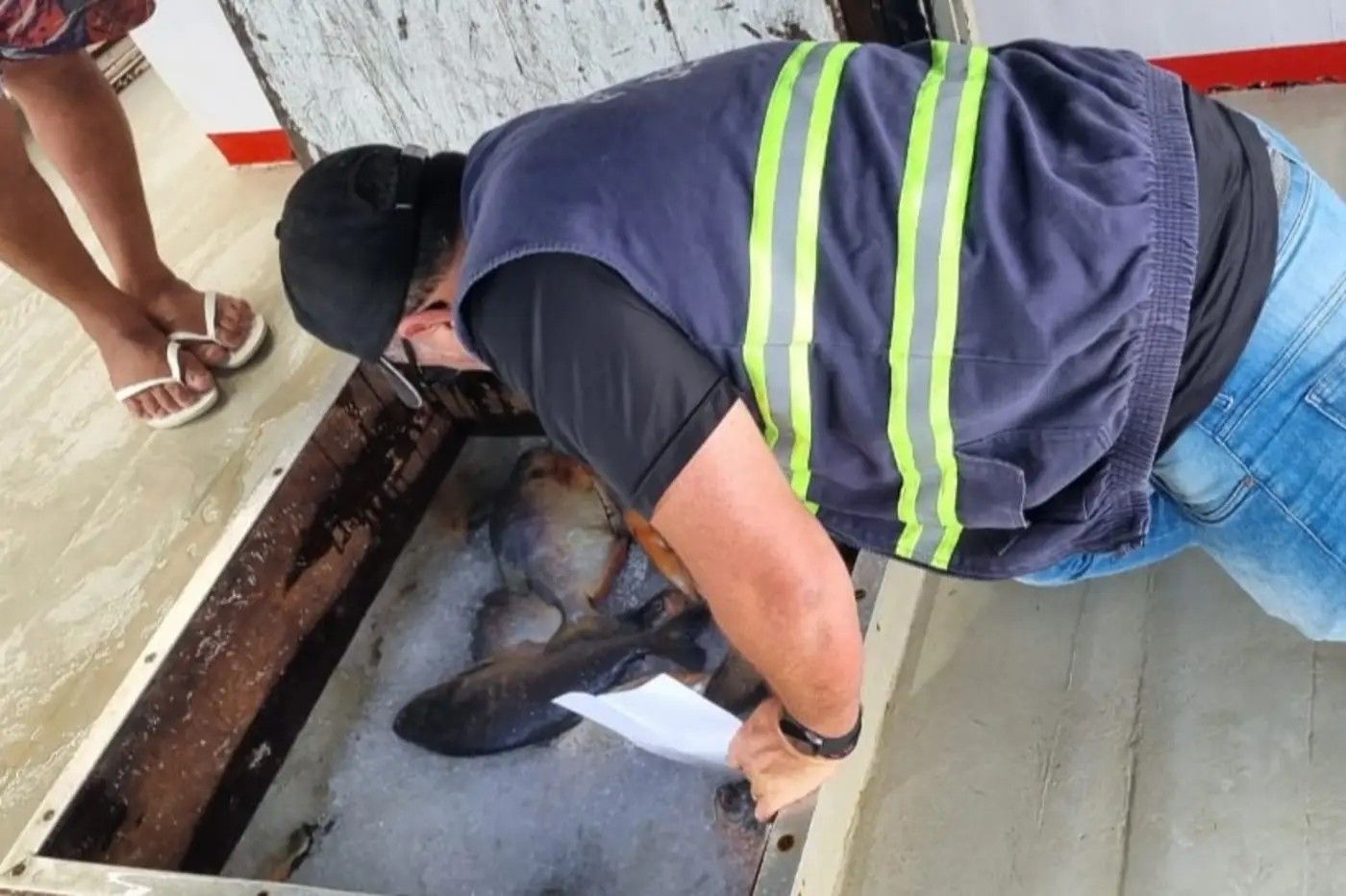 Fiscais da Sefa apreendem 16 toneladas de pescado transportado irregularmente em Santarém. Legenda da imagem. Reprodução: Globo