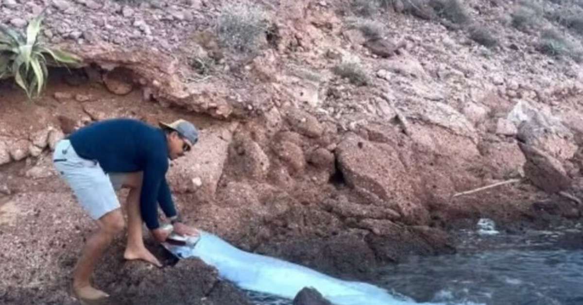 Peixe do Juízo Final confunde locais no litoral capixaba