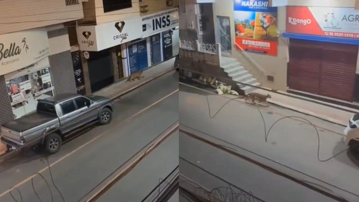 Polícia Ambiental captura animal em operação de salvamento. Reprodução: Último Segundo