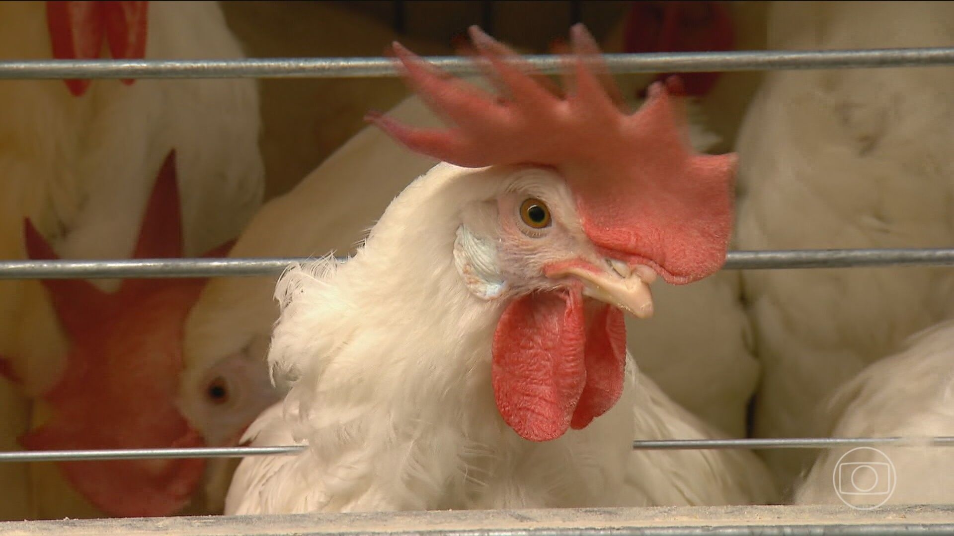 Governo do RS conclui limpeza da granja de Montenegro após registro de gripe aviária. Reprodução: Globo