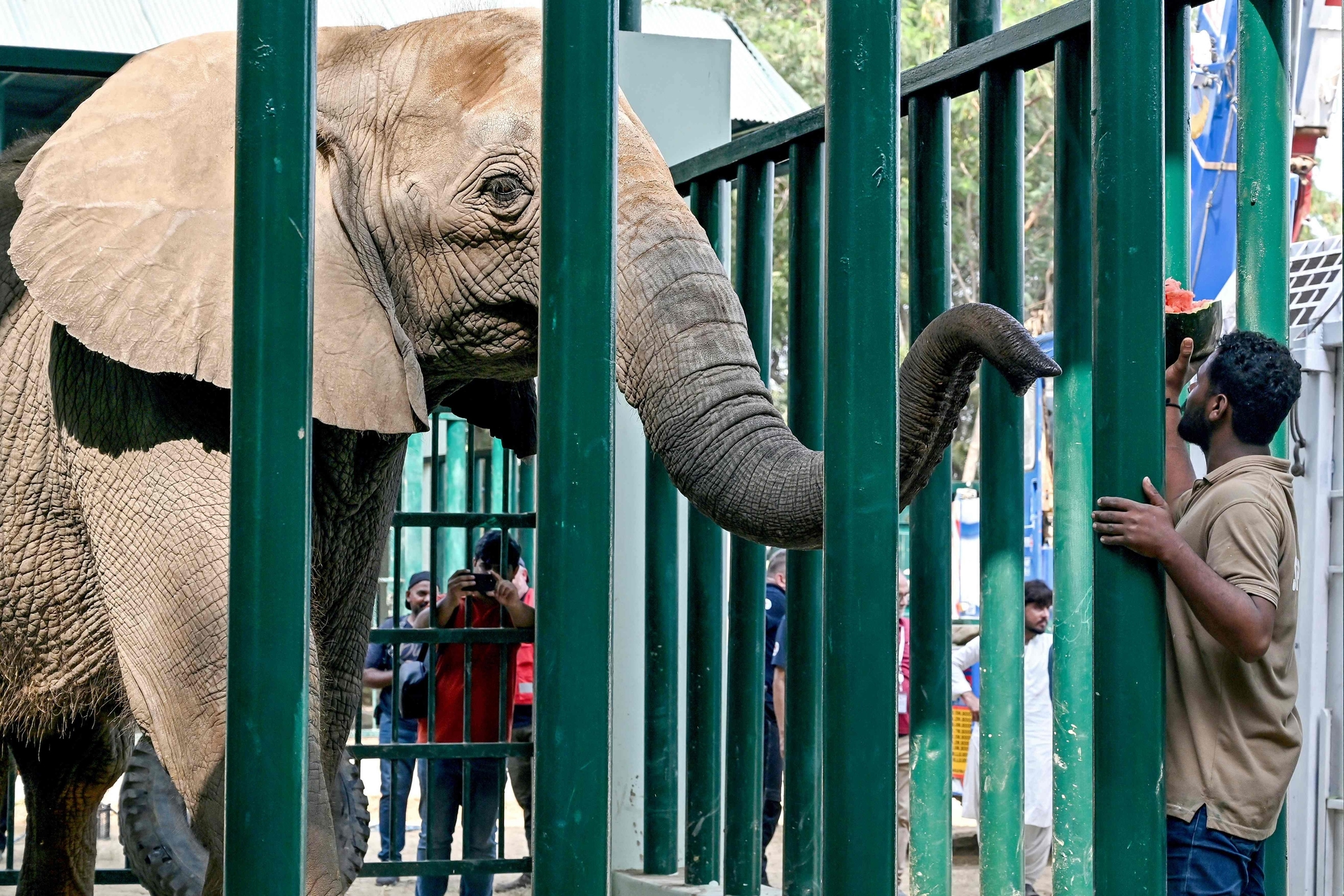 Veterinários administram tratamento para elefantes com tuberculose no Karachi Safari Park. Reprodução: Globo