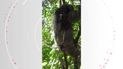 Filhote de preguiça-de-coleira nasce pela primeira vez no Nordeste e precisa de ajuda para sobreviver.; Legenda da imagem. Reprodução: G1