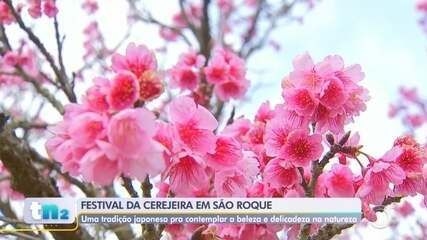 Cerejeiras em flor encantam turistas em São Roque durante o festival. Reprodução: Globo