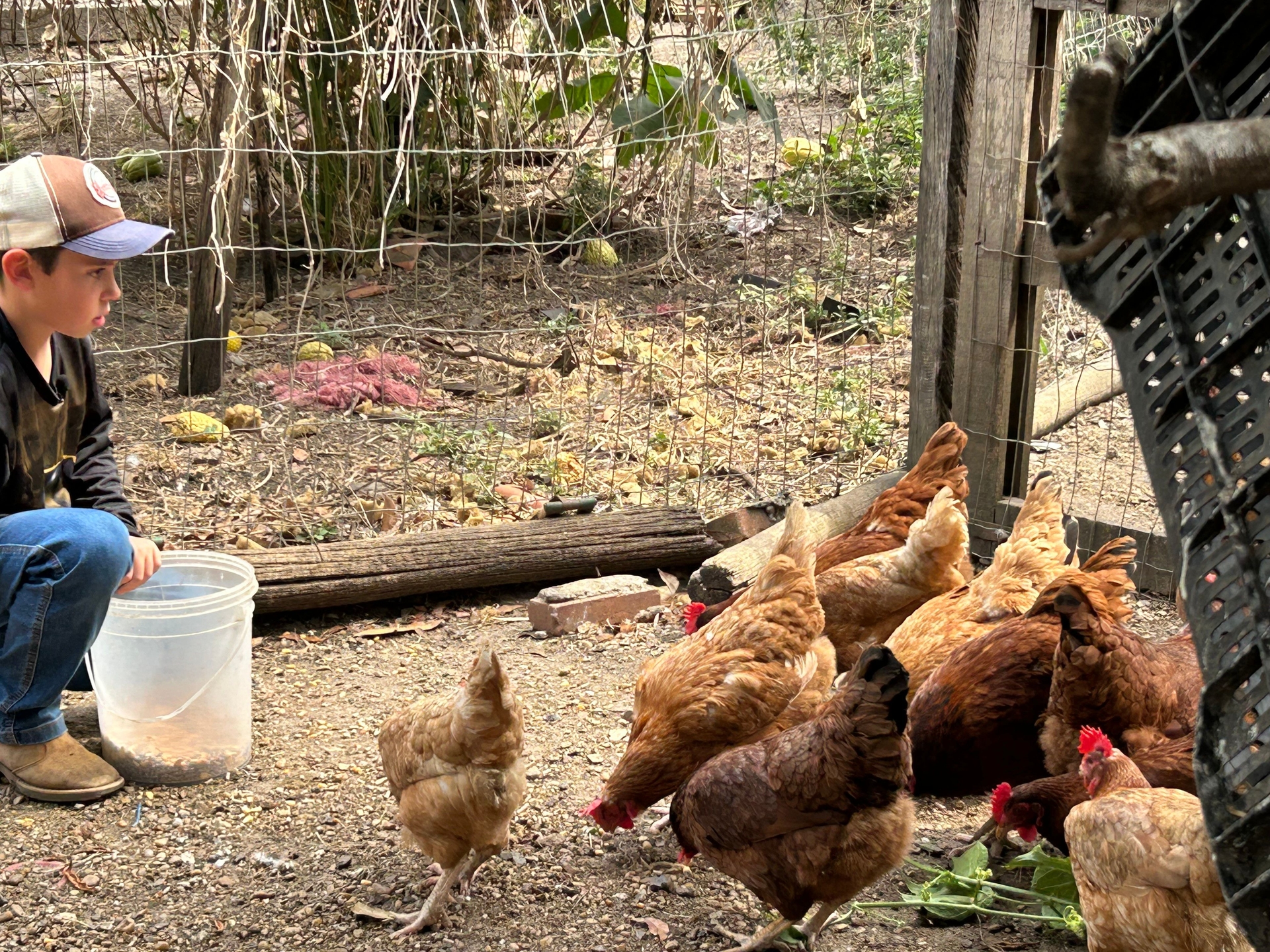 Menino de 8 anos em Piracicaba cria negócio com galinhas e vende ovos. Reprodução: Retorno do item 11