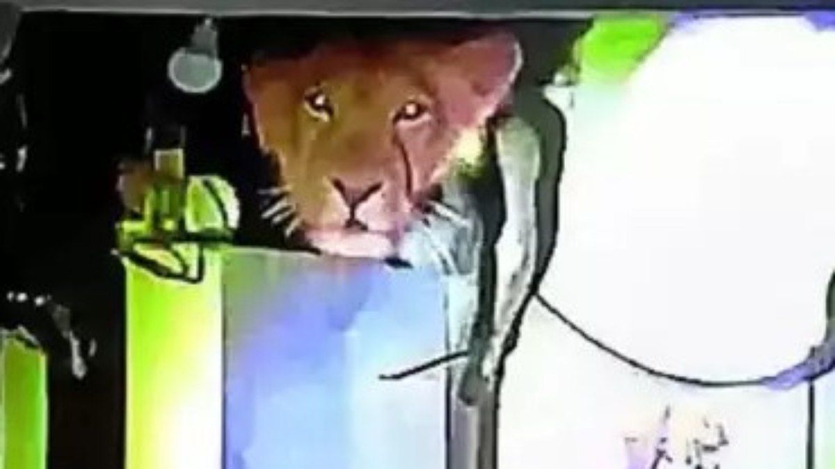 Agentes florestais removem animal em segurança após moradores acionarem as autoridades. Reprodução: Último Segundo