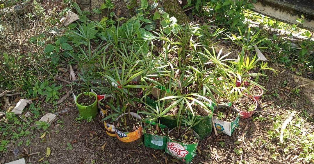 Governo de SP lança programa de restauração com créditos de carbono e consulta pública. Reprodução: Retorno do item 11