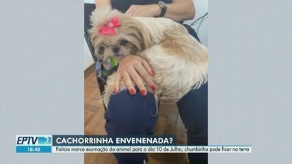 Cachorra Babi será exumada em investigação de morte suspeita em Ribeirão Preto; Legenda da imagem. Reprodução: Globo