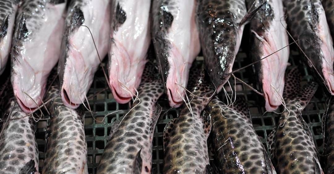 Abipesca pede ao governo a criação de linha de crédito para indústrias de pescado afetadas por tarifa dos EUA.; Reprodução: Veja