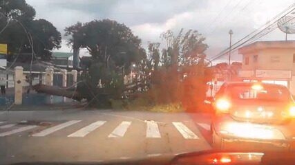 Árvore de grande porte cai e atinge carro na Avenida Cassiopeia, em São José dos Campos. Reprodução: Globo