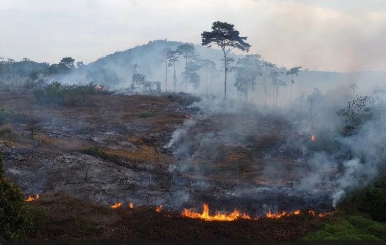 Queda de 46% nos focos de incêndio em comparação ao primeiro semestre de 2024 na Amazônia.; Reprodução: Globo