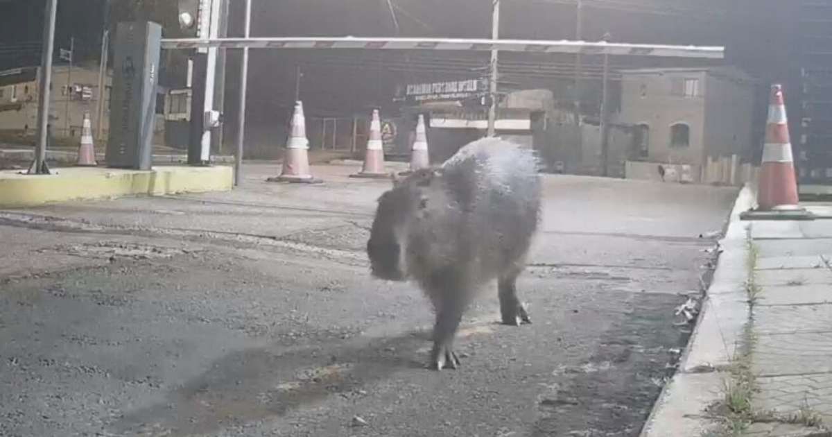 Capivara é vista em condomínio em Porto Alegre
