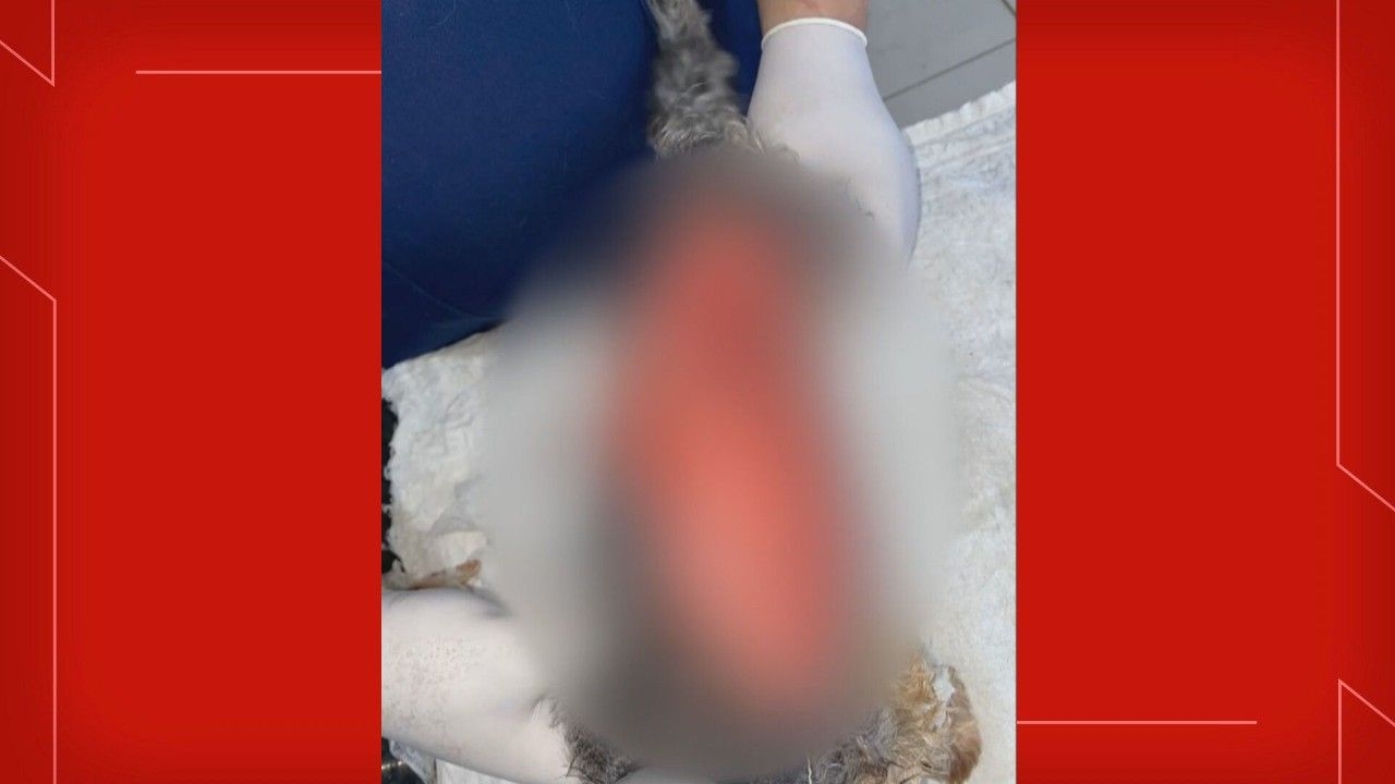 Cadela Babi se recupera de queimaduras graves após cirurgia negligente em clínica veterinária de Taguatinga.; Reprodução: TV Globo