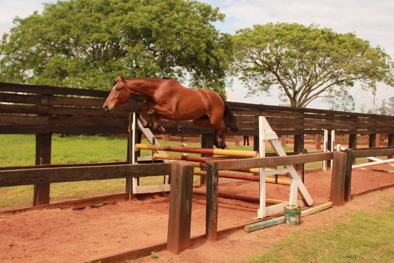 Cavalos de elite em fazenda no RS, criados para o Exército. Reprodução: G1