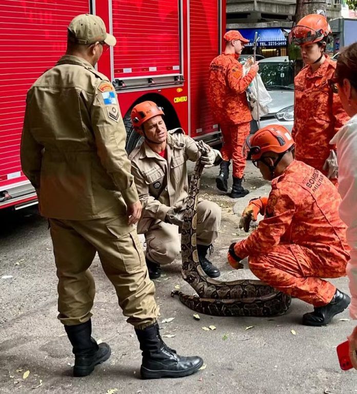 Bombeiros resgatam jiboia em Botafogo, Rio de Janeiro. Reprodução: Diário do Rio
