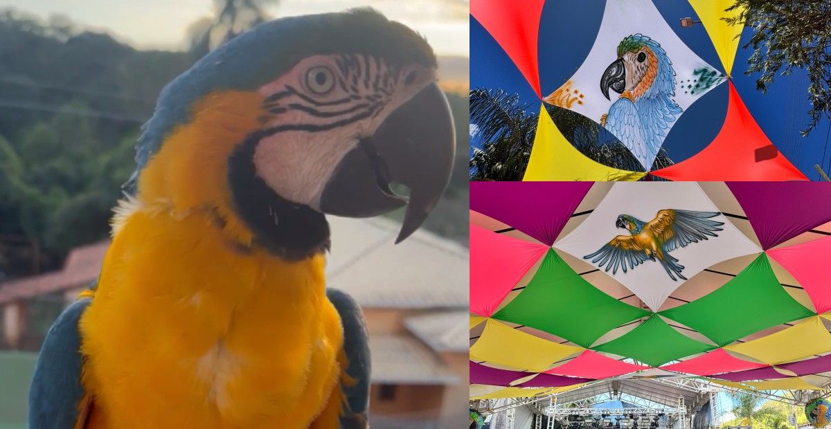 Arara-canindé Mascote, símbolo de Moeda, gera comoção após ser capturada por moradores. Reprodução: Globo