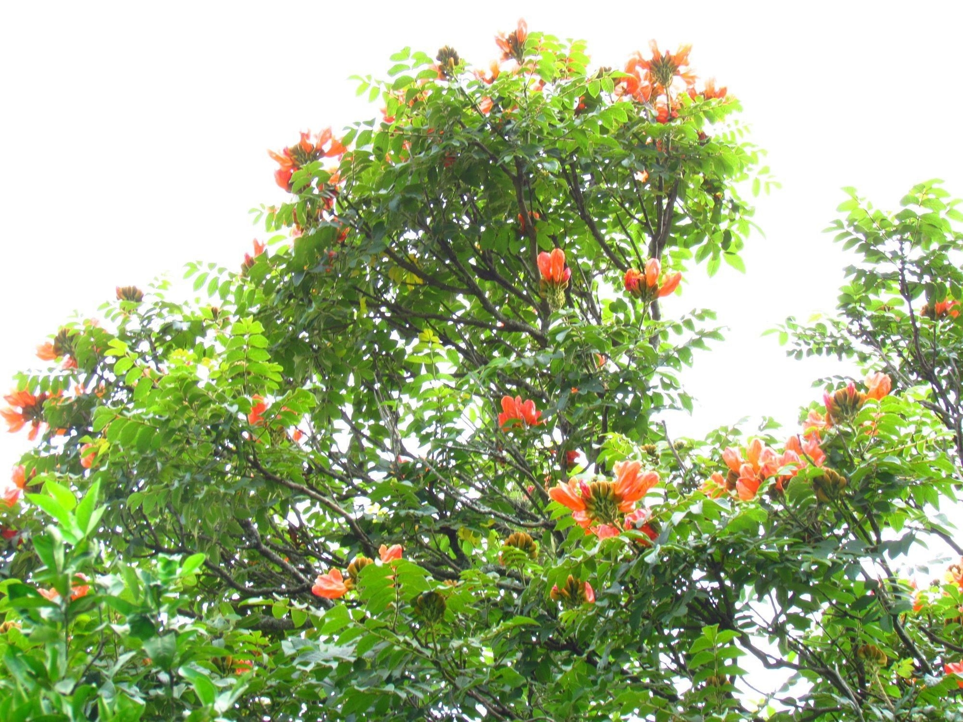 Espatódea, árvore exótica tóxica às abelhas, proibida em Santa Catarina. Legenda da imagem. Reprodução: Retorno do item 11