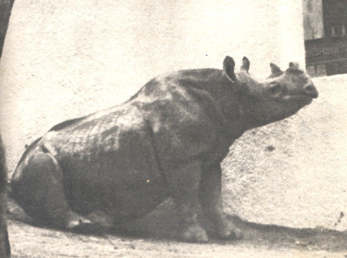 Cacareco: A Rinoceronte que Desafiou a Política em São Paulo