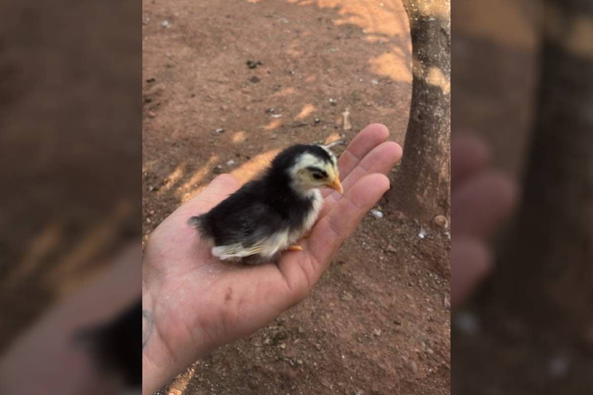 Filhote de pintinho com marca de sobrancelha viraliza nas redes em Campo Largo.; Legenda da imagem. Reprodução: Globo