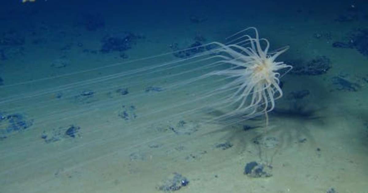 Mineração Oceânica: Riscos para a Vida Marinha e Seus Impactos