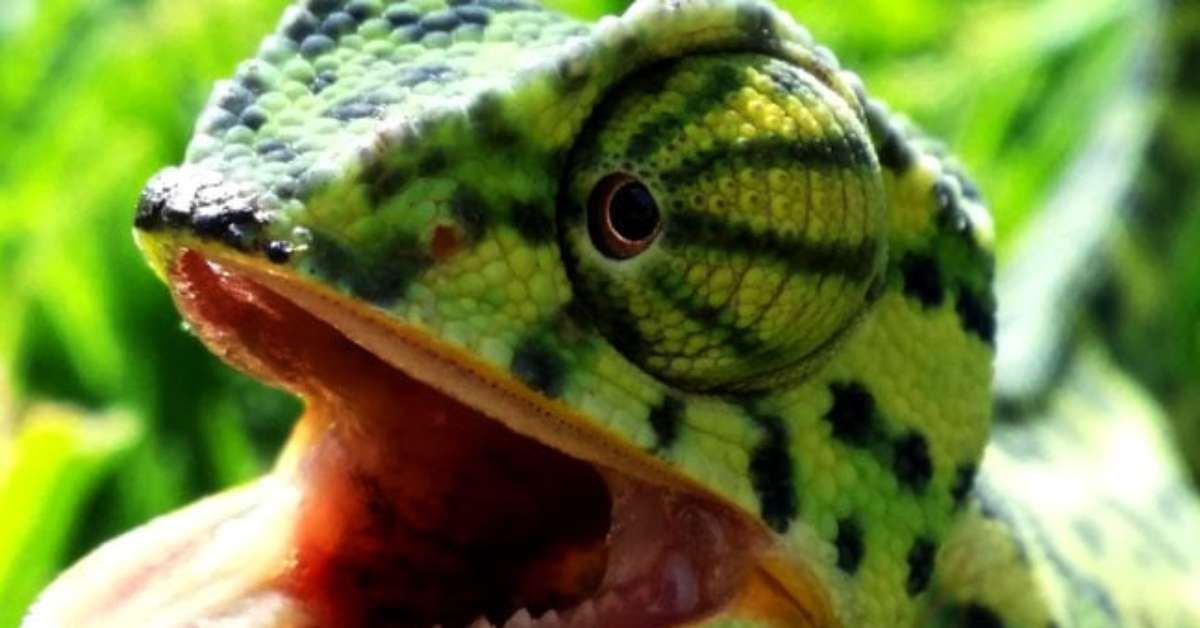 Camaleões: Mestres da Camuflagem e suas Estratégias