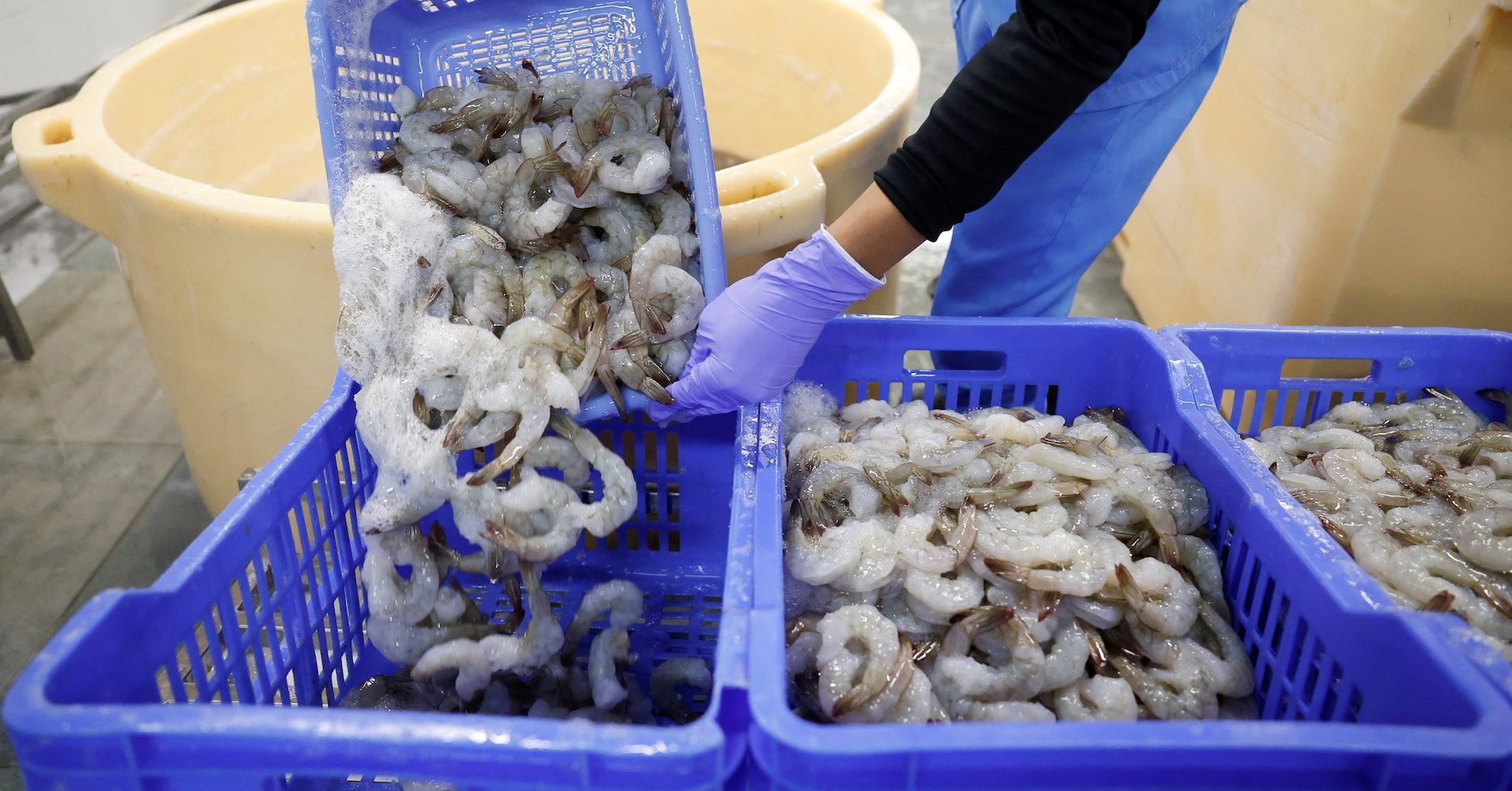 Exportadores indianos de camarões temem impacto das tarifas de Trump em 2.000 contêineres. Reprodução: Reuters