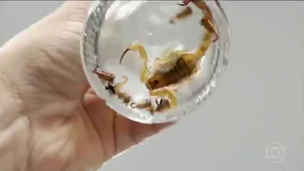 Força-tarefa captura escorpiões no interior de SP para produzir soro.. Reprodução: G1