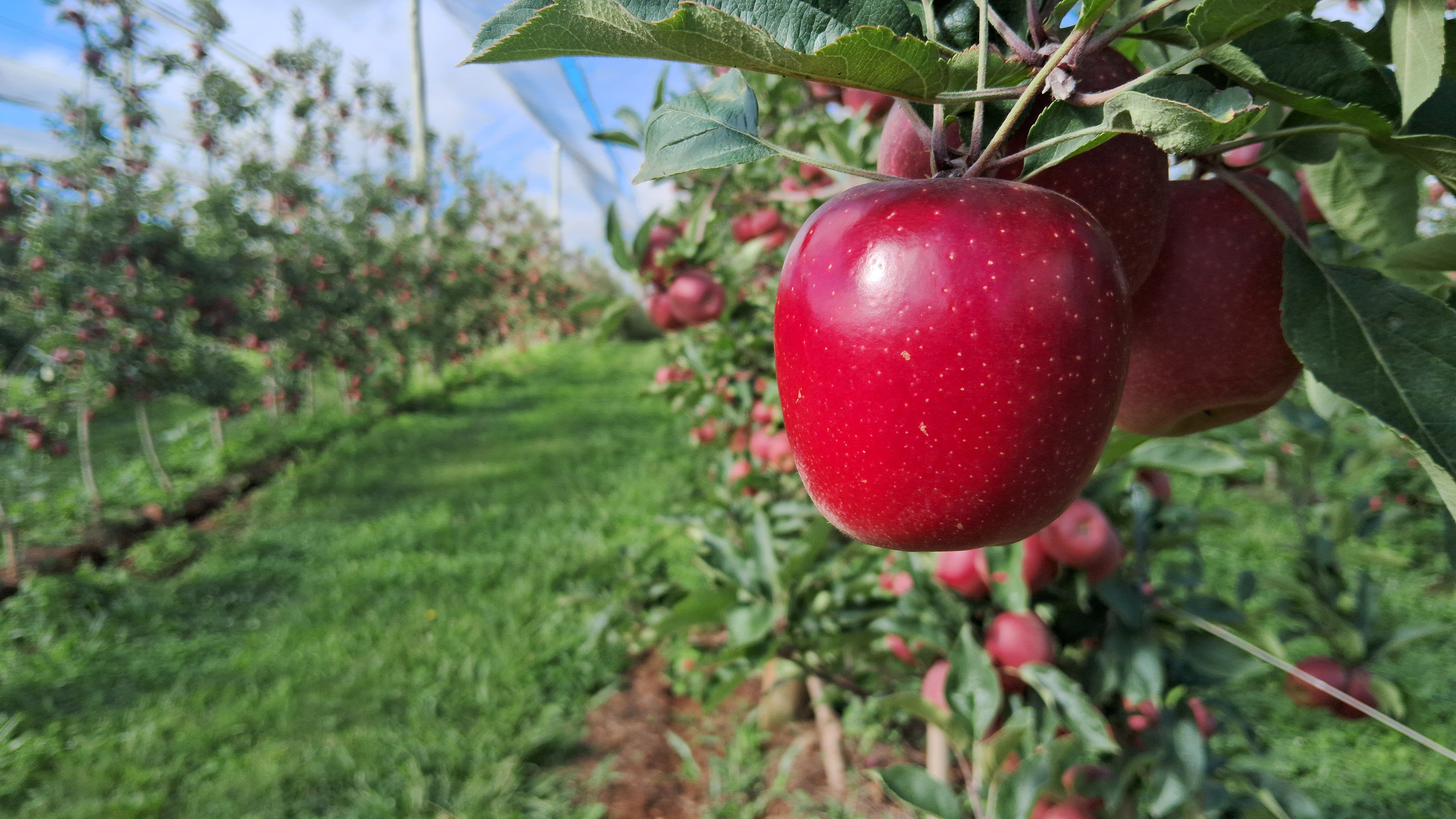 Maçãs da Rasip Agro em Vacaria têm colheita de alta qualidade neste ano. Reprodução: Globo