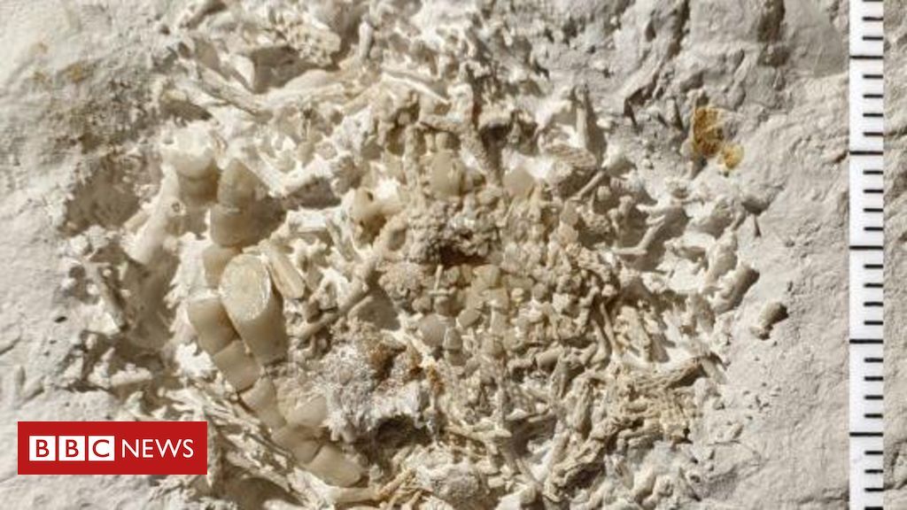 Descoberta de vômito fossilizado de dinossauro na Dinamarca