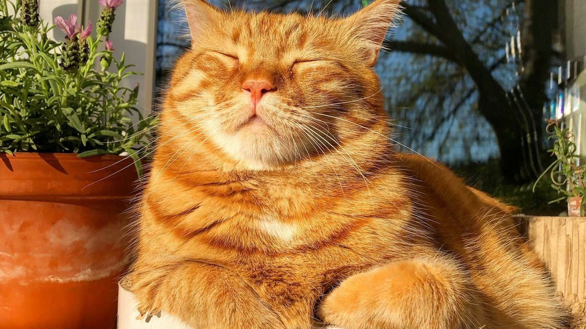 Como proteger seu gato das altas temperaturas