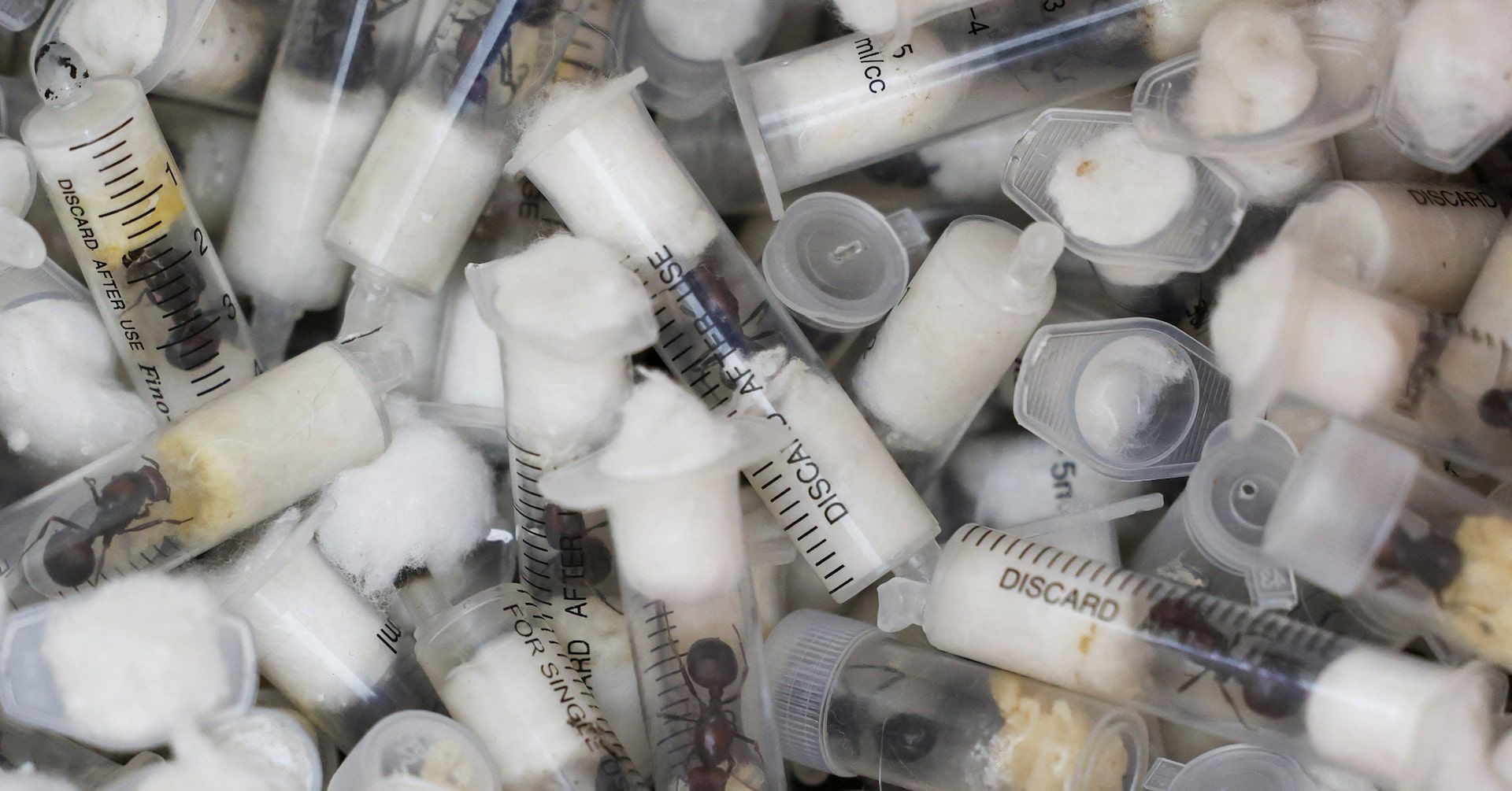 Contrabandistas são capturados tentando contrabandear milhares de formigas vivas do Quênia. Reprodução: Reuters