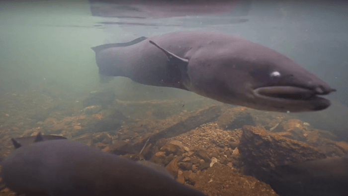 Pesquisadores registram encontro raro com enguias na Nova Zelândia