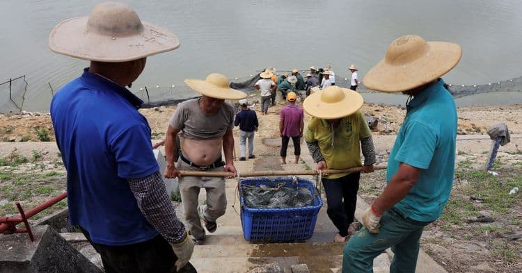 Estátua de tilápia em Maoming simboliza a importância do peixe na vida local. Reprodução: Reuters